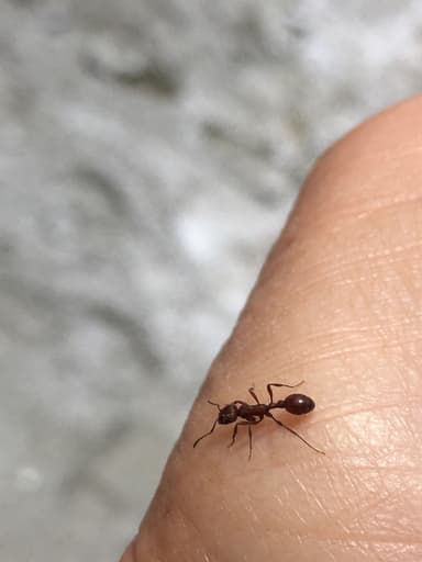 Manica invidia — colony photo 90