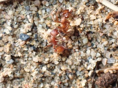 Manica invidia photo 96