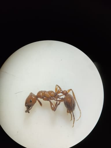 Manica invidia photo 104