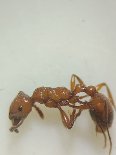 Manica invidia photo 105