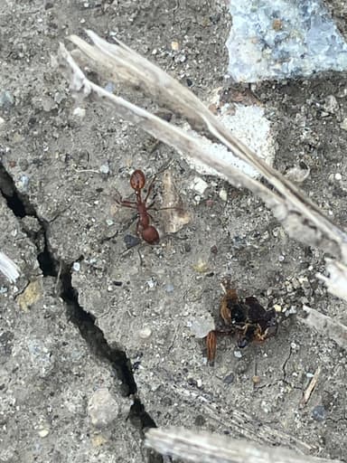 Manica invidia photo 110