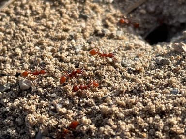 Manica invidia photo 112