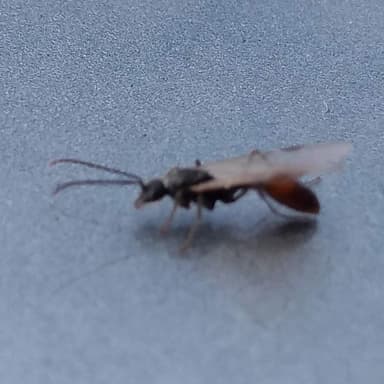 Manica invidia photo 116