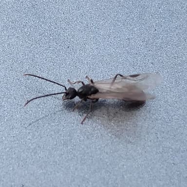 Manica invidia photo 117