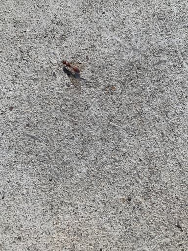 Manica invidia photo 120