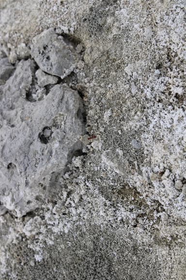 Manica invidia photo 121