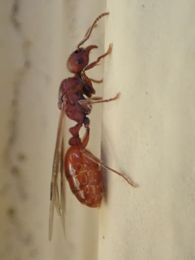 Manica invidia photo 122