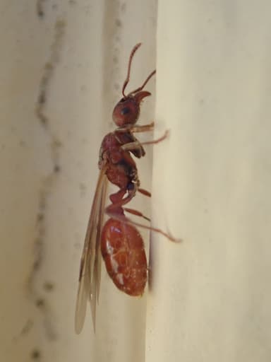 Manica invidia photo 124