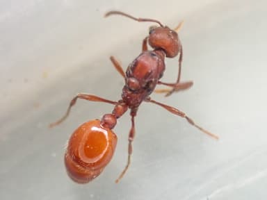 Manica invidia photo 125