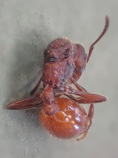 Manica invidia photo 128