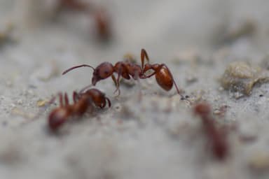 Manica invidia photo 129
