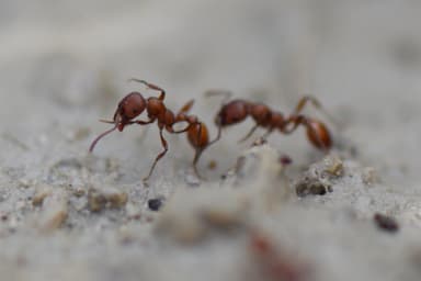 Manica invidia photo 130