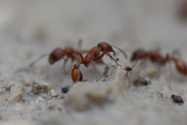Manica invidia photo 131