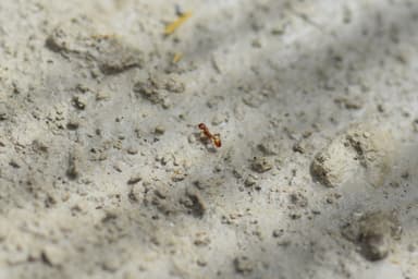 Manica invidia photo 132