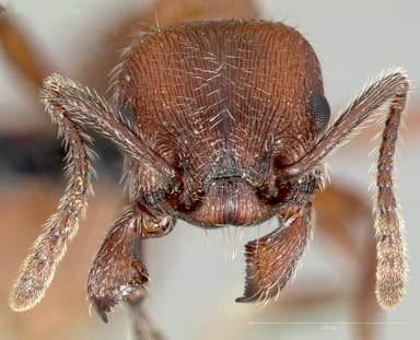 Manica invidia — queen photo 2