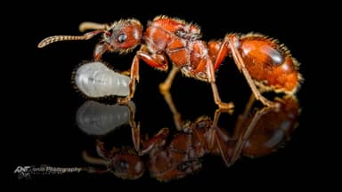 Manica rubida — queen photo 3