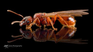 Manica rubida — queen photo 5
