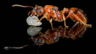 Manica rubida — queen photo 6