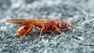 Manica rubida — queen photo 7