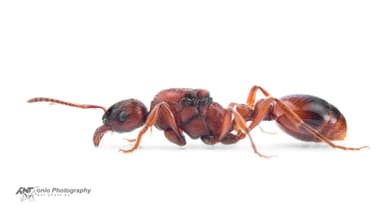 Manica rubida — queen photo 11