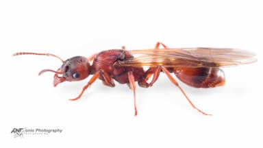 Manica rubida — queen photo 12