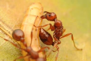 Manica rubida — queen photo 52