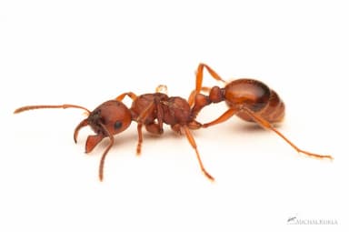Manica rubida — queen photo 57