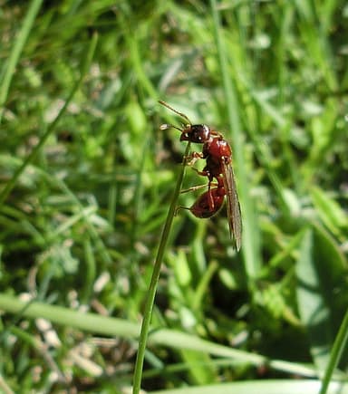 Manica rubida photo 33