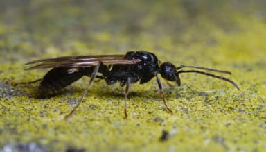 Manica rubida — queen photo 13