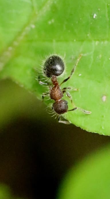 Meranoplus bicolor photo 1