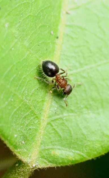 Meranoplus bicolor photo 2