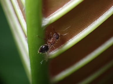 Meranoplus bicolor photo 11