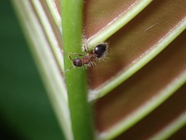 Meranoplus bicolor photo 12