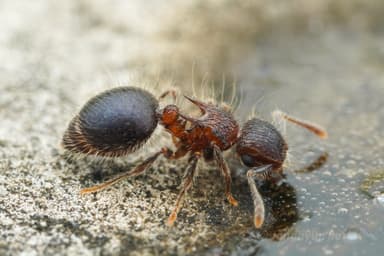 Meranoplus bicolor photo 17