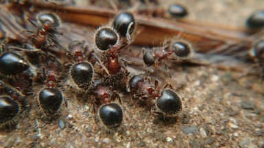 Meranoplus bicolor photo 19