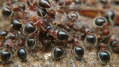 Meranoplus bicolor photo 20