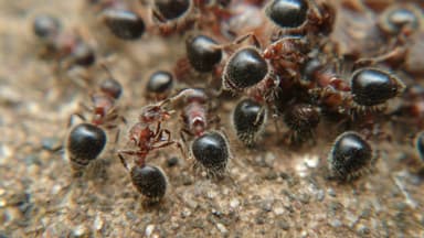 Meranoplus bicolor photo 21