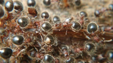 Meranoplus bicolor photo 22