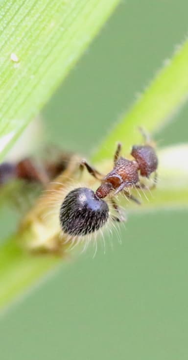 Meranoplus bicolor photo 26