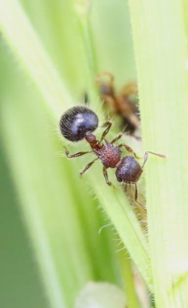 Meranoplus bicolor photo 27