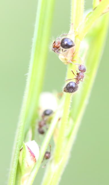 Meranoplus bicolor photo 29