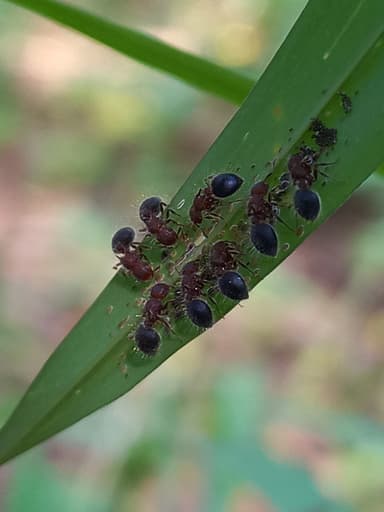 Meranoplus bicolor photo 31