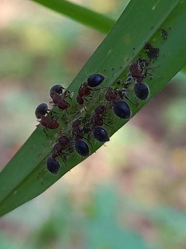 Meranoplus bicolor photo 32