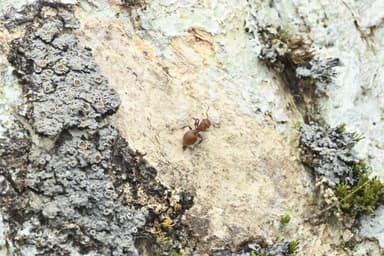 Meranoplus castaneus photo 5