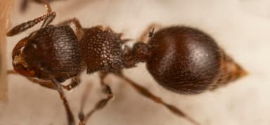 Meranoplus peringueyi photo 11
