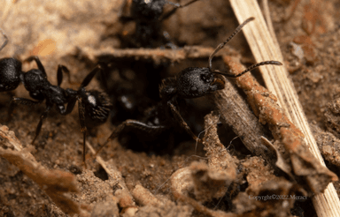 Messor aciculatus photo 1