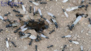 Messor aciculatus photo 11