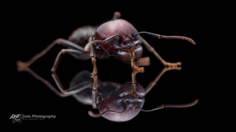 Messor barbarus photo 1