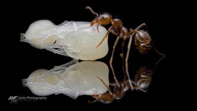 Messor barbarus — worker photo 2