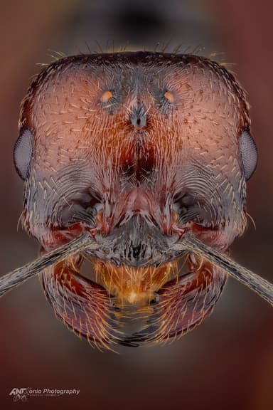 Messor barbarus — queen photo 3